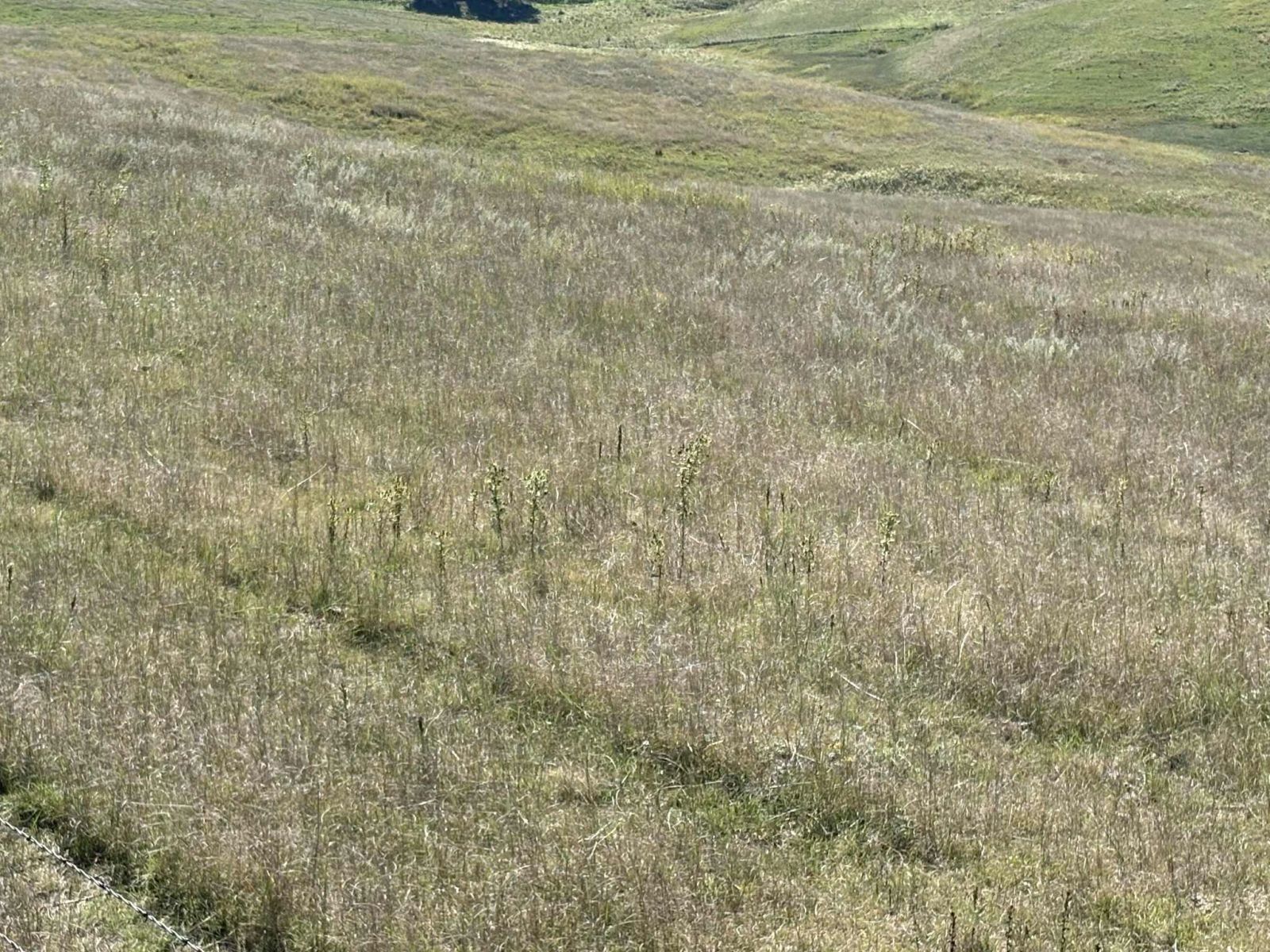 31 (+/-) Acres, Greenwood Twp, Tripp County, SD — Winner, SD real estate photo thumbnail 7