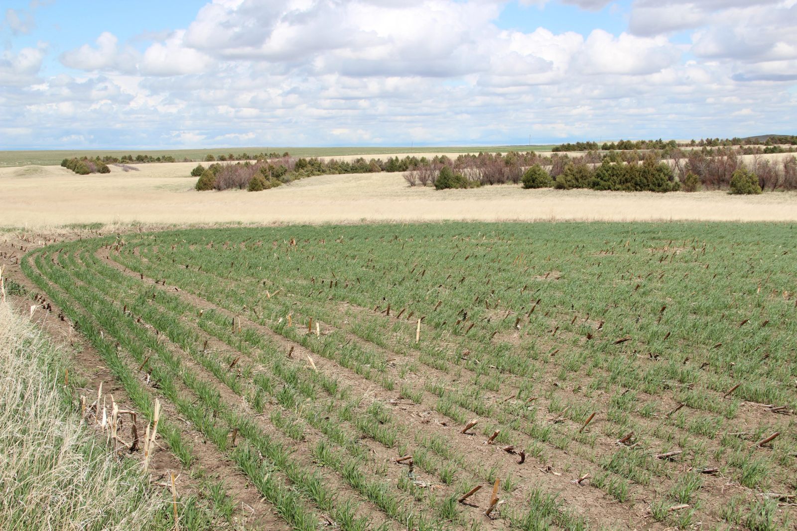 3 Tracts of Land — Tripp County, SD — Land Auction in Winner, SD thumbnail 8