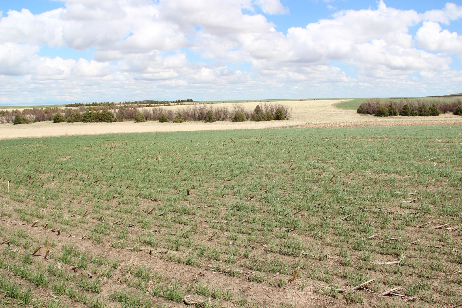 3 Tracts of Land — Tripp County, SD — Land Auction in Winner, SD thumbnail 10
