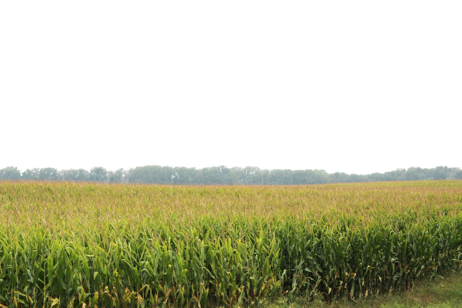 153 +/- Acres Irrigated Crop Land, Rock County, NE — Bassett, NE real estate photo thumbnail 8