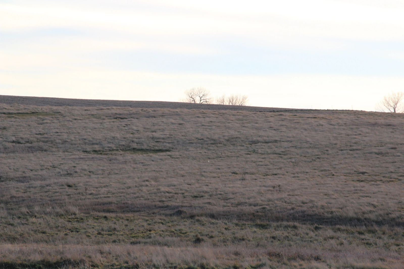 280 +/- Acres Pasture/Crop Land, Plainview Twp, Tripp Co, SD — Winner, SD real estate photo thumbnail 21