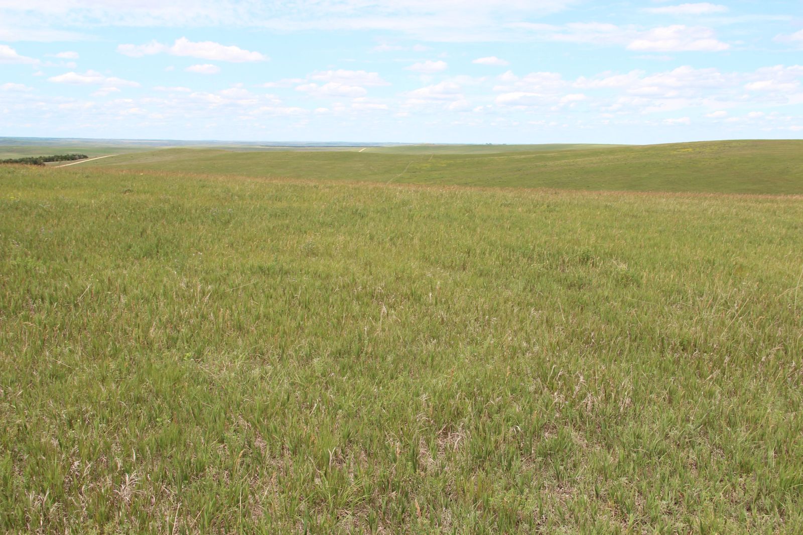 160 +/- Acres Pasture/Hay Land, Lone Star Twp, Tripp Co, SD — Hamill, SD real estate photo thumbnail 13