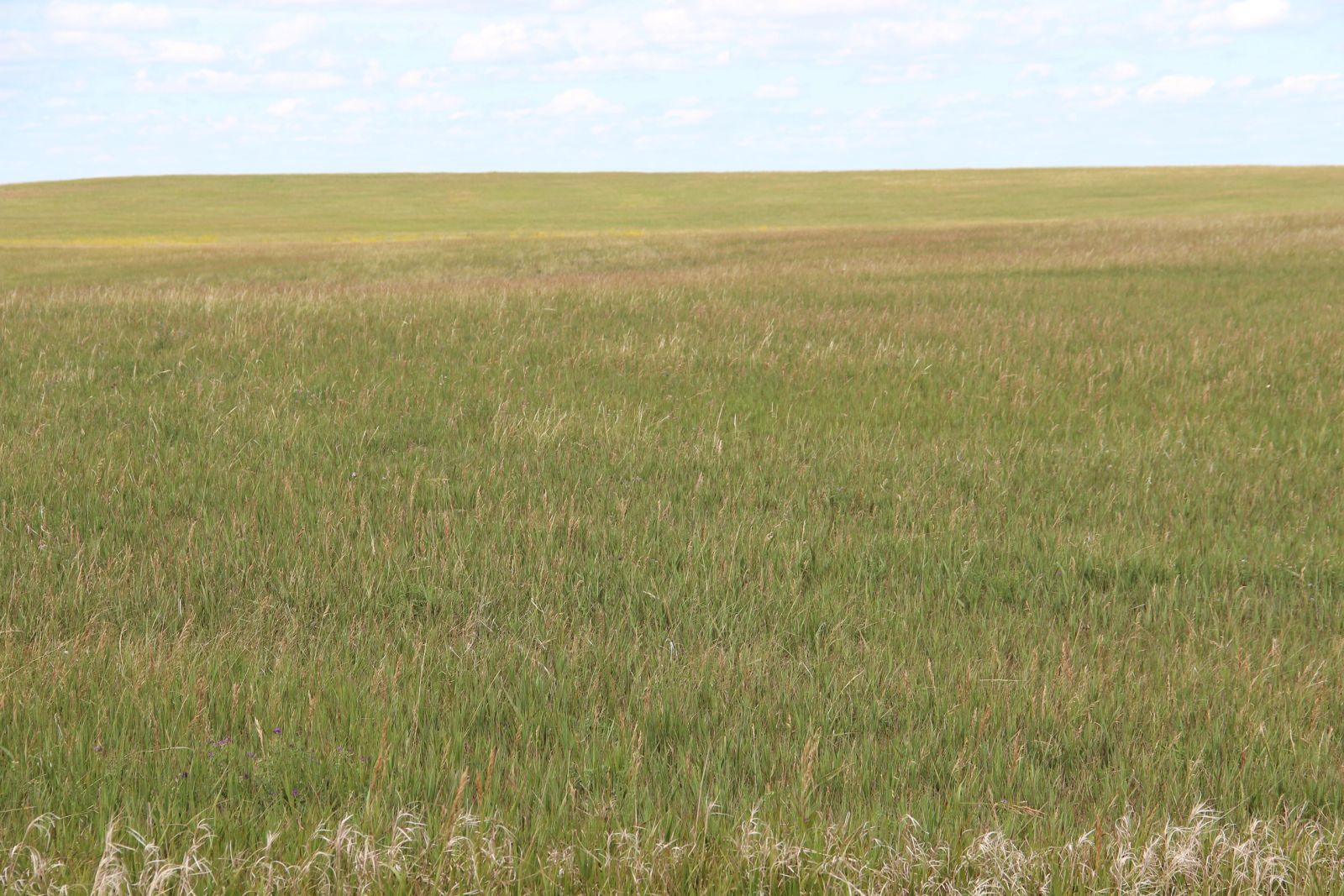160 +/- Acres Pasture/Hay Land, Lone Star Twp, Tripp Co, SD — Hamill, SD real estate photo thumbnail 3