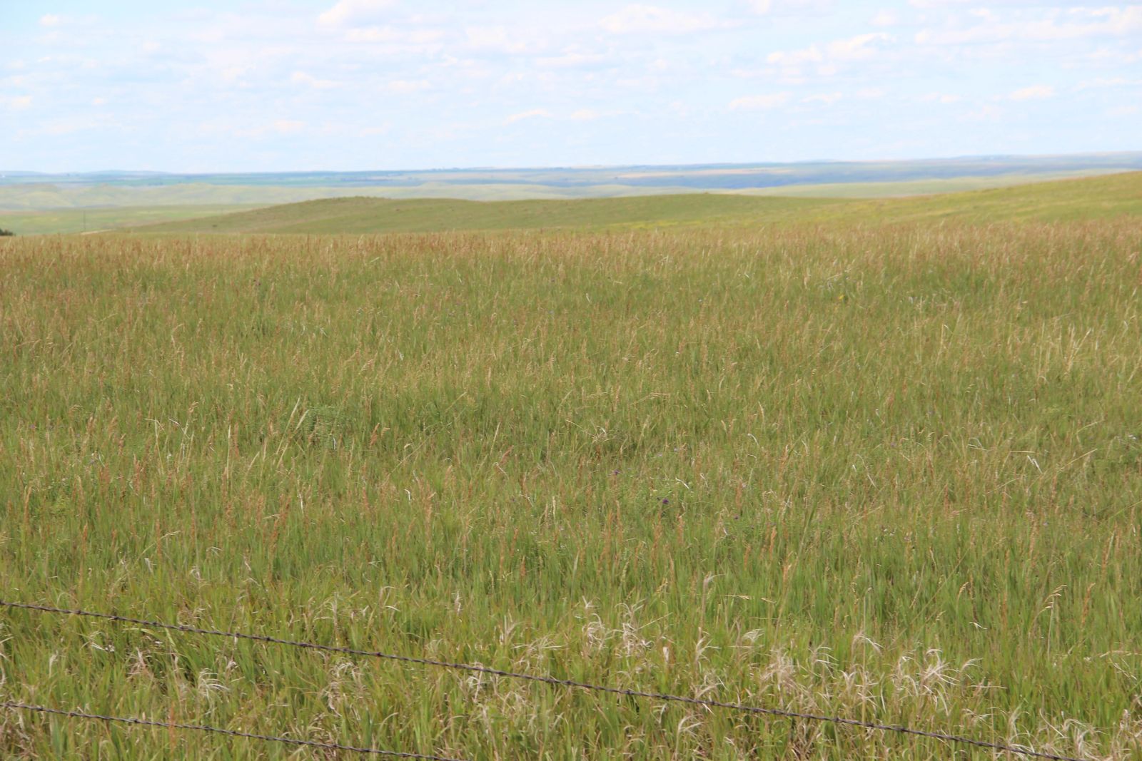 160 +/- Acres Pasture/Hay Land, Lone Star Twp, Tripp Co, SD — Hamill, SD real estate photo thumbnail 4