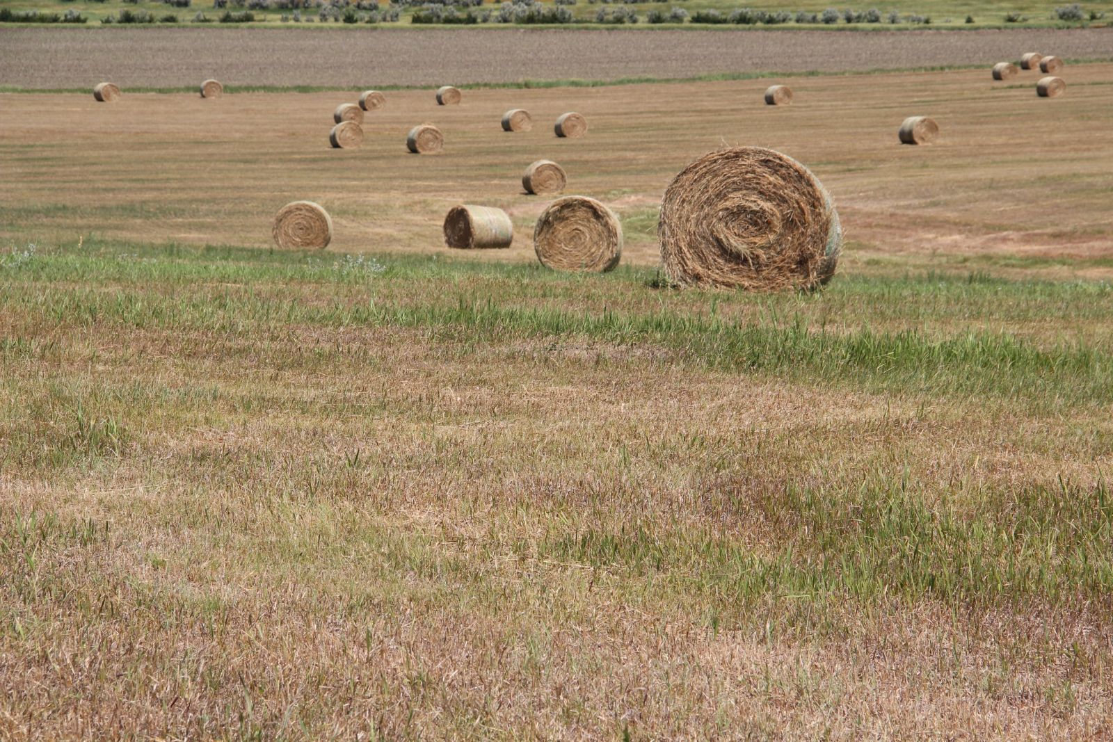 40 +/- Acres Alfalfa Mix, Lyman County, SD — Vivian, SD real estate photo thumbnail 18
