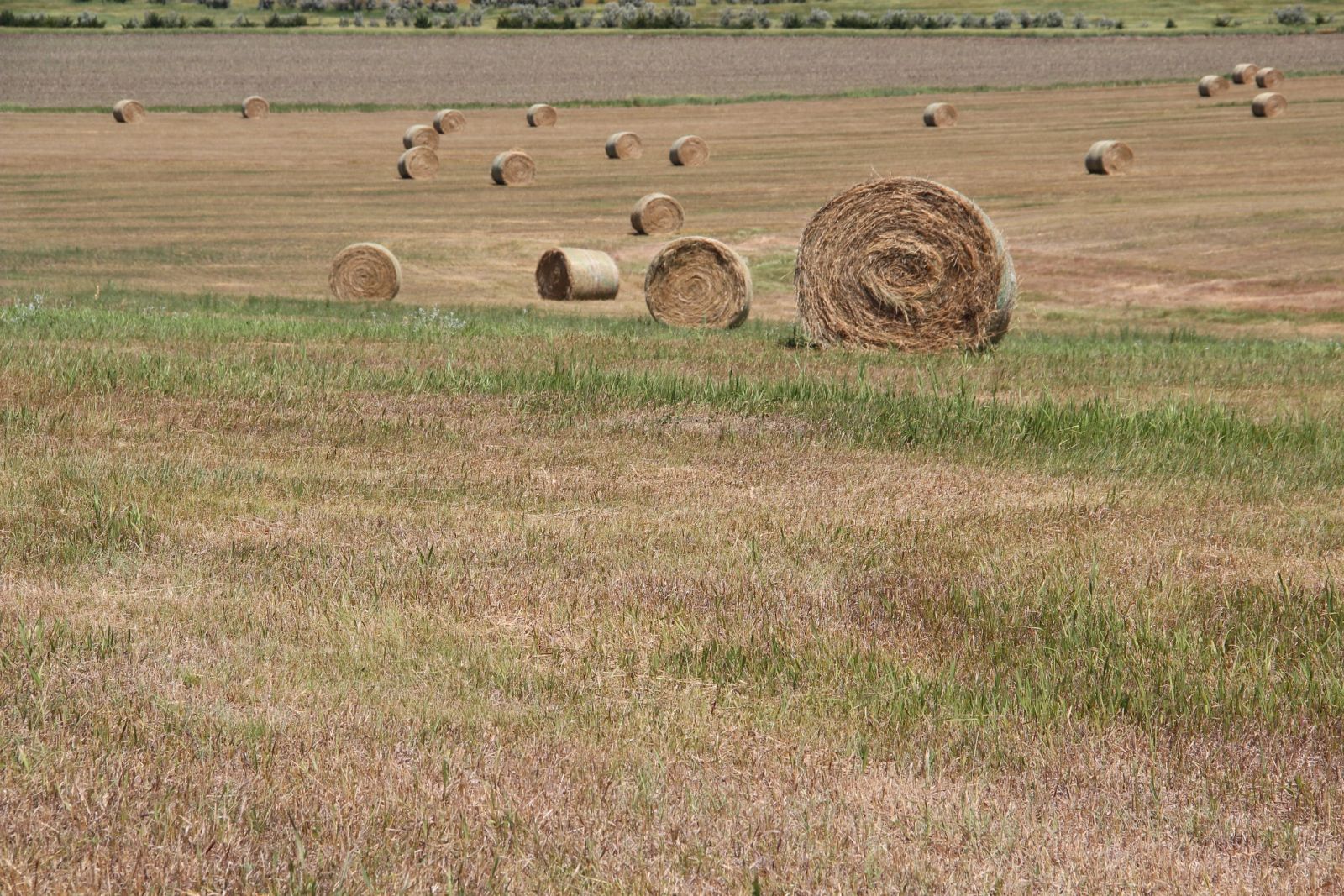40 +/- Acres Alfalfa Mix, Lyman County, SD — Vivian, SD real estate photo thumbnail 15