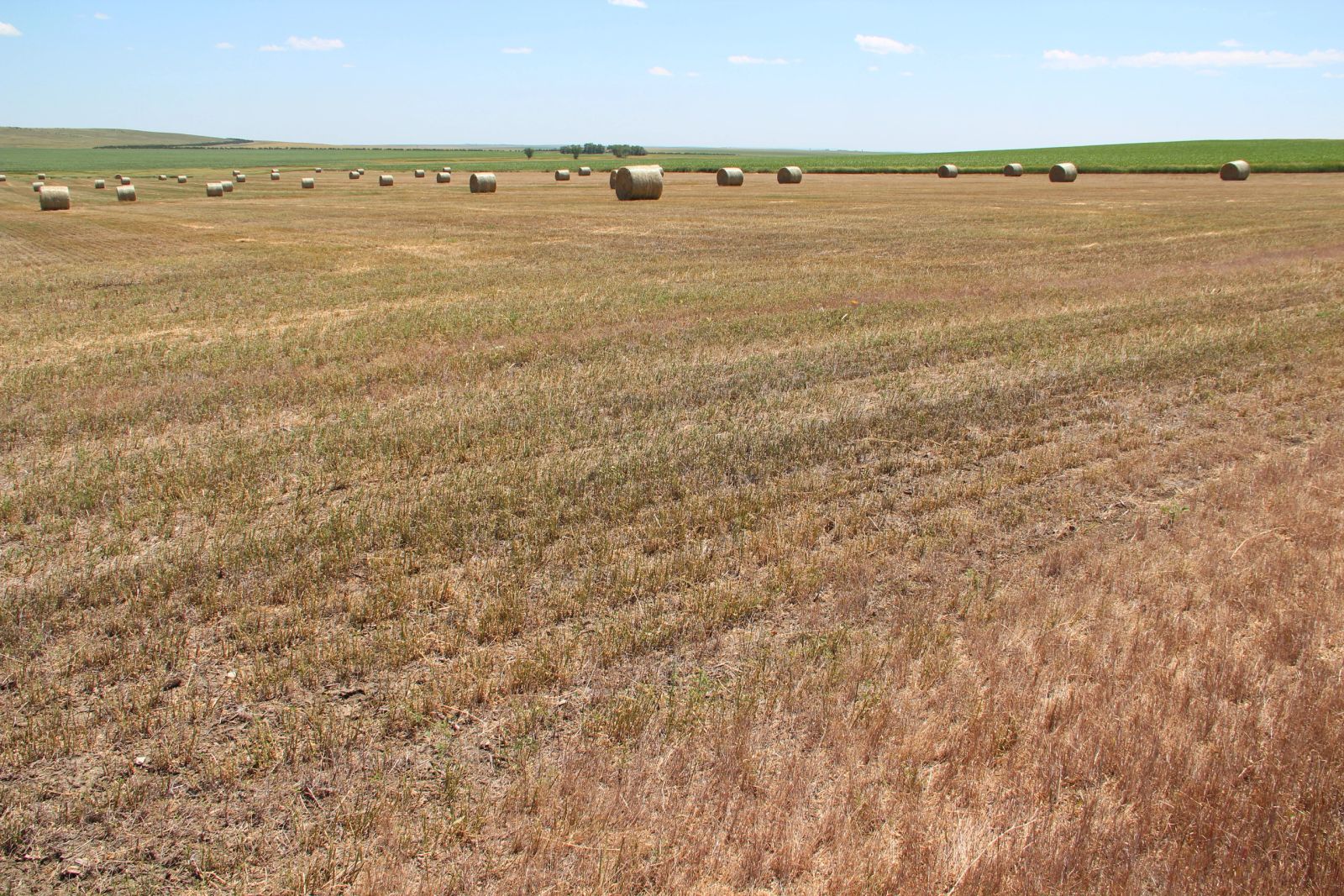 40 +/- Acres Alfalfa Mix, Lyman County, SD — Vivian, SD real estate photo thumbnail 16