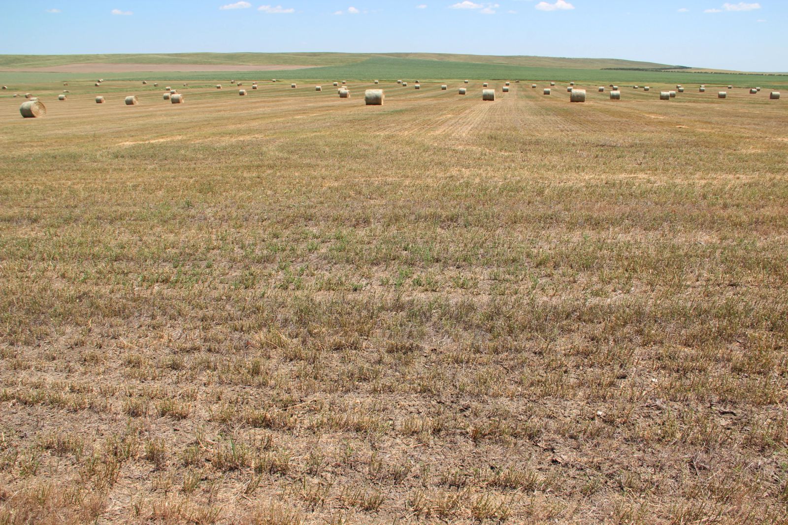 40 +/- Acres Alfalfa Mix, Lyman County, SD — Vivian, SD real estate photo thumbnail 10