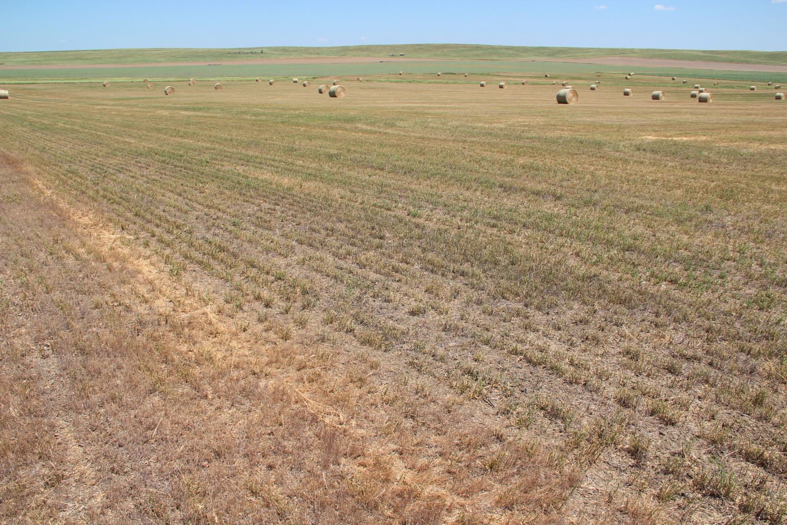 40 +/- Acres Alfalfa Mix, Lyman County, SD — Vivian, SD real estate photo thumbnail 13