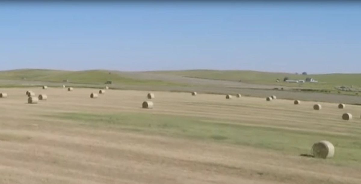 40 +/- Acres Alfalfa Mix, Lyman County, SD