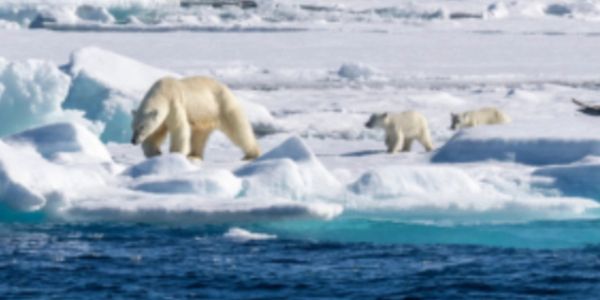 Polar bear with two cubs on ice near water.