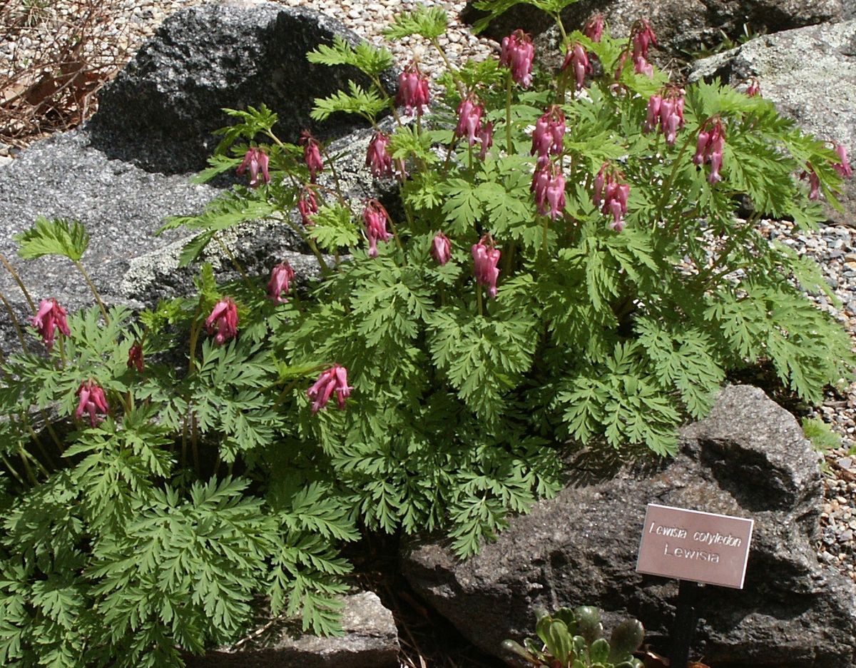 dicentra eximia