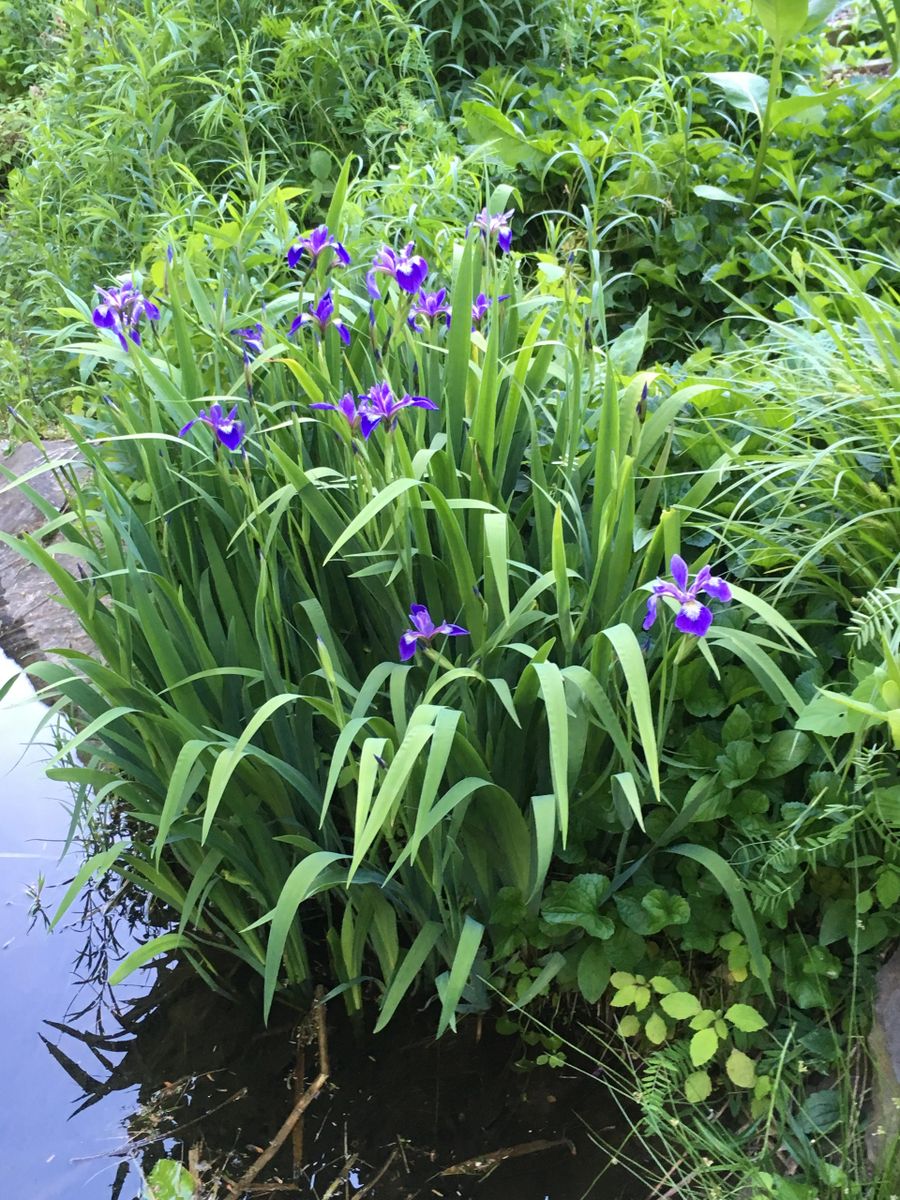 Iris versicolor (Blue Flag Iris)