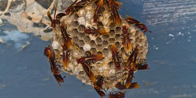 Paper Wasp