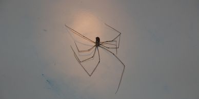 cellar spider