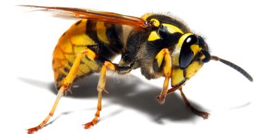 Yellow jacket