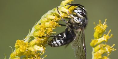 Bald Face Hornet