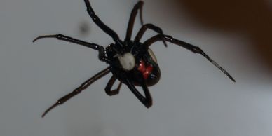 Black widow spider