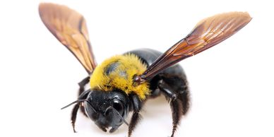 Carpenter Bee