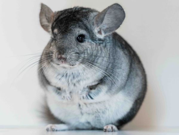Chinchilla Breeder St. Louis Missouri