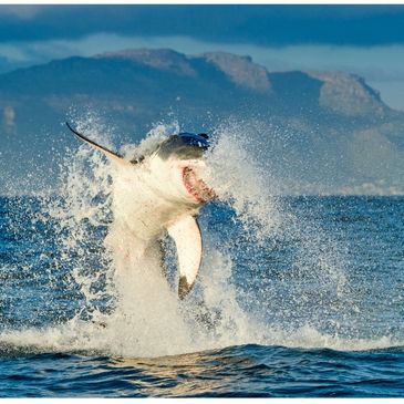 Great white shark breaching the ocean surface with a mountain backdrop.