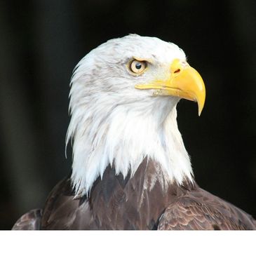Close-up of a bald eagle with a sharp yellow beak and piercing eyes.