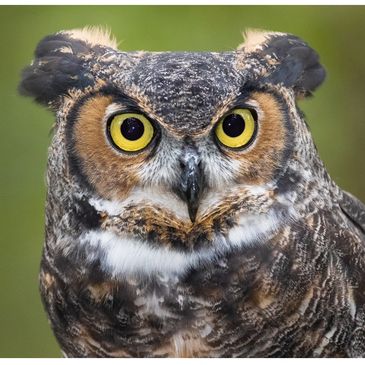 Close-up of a great horned owl with intense yellow eyes.