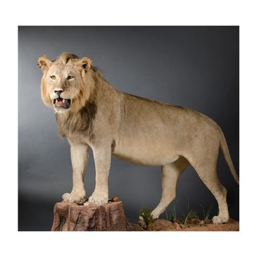 A taxidermy lion standing on a tree stump against a gray background.