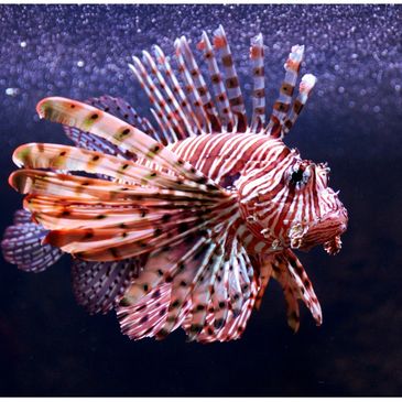 A vibrant lionfish with striking striped fins swimming underwater.