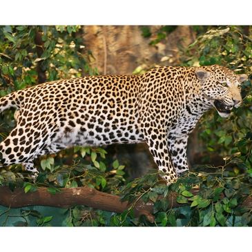 Leopard walking on a tree branch surrounded by greenery.