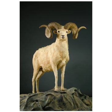 A taxidermy mount of a ram with large curved horns on a rocky base.