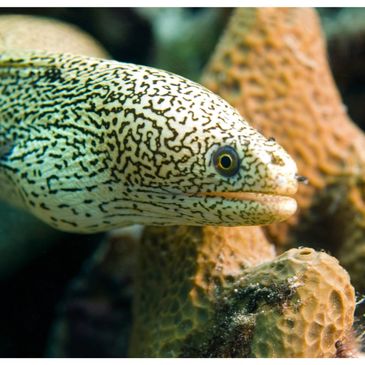 Close-up of a spotted moray eel among coral reefs.
