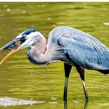 A great blue heron catching a fish in the water.