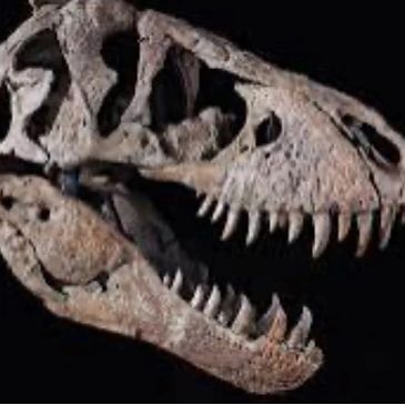 Close-up of a dinosaur skull fossil with sharp teeth against a black background.