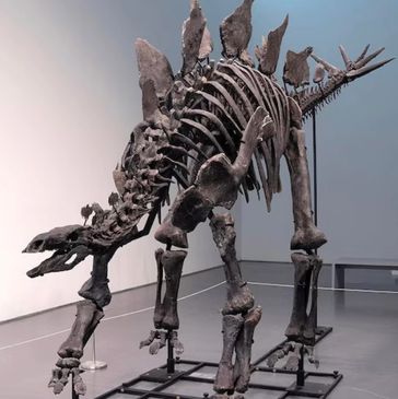 Stegosaurus dinosaur skeleton displayed in a museum.