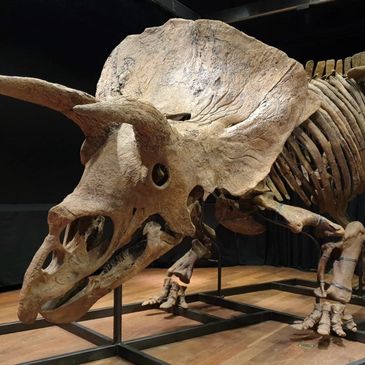 Triceratops dinosaur skeleton displayed in a museum.
