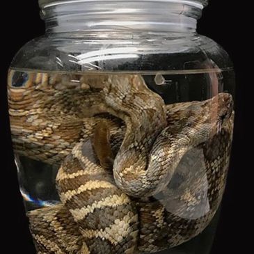 A snake coiled inside a clear glass jar filled with water.