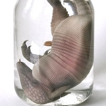 Preserved armadillo specimen in a glass jar filled with liquid.