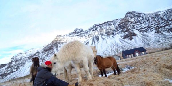 Person sitting on the ground interacting with Icelandic horses near snowy mountains.