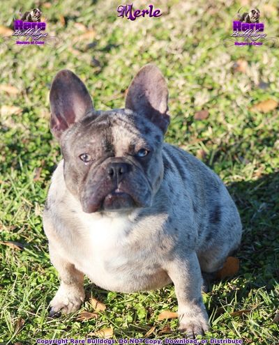 French Bulldog Studs Rare Bulldogs Masters Of Color