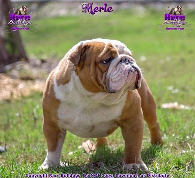 English Bulldog Studs Rare Bulldogs Masters Of Color