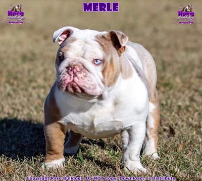 English Bulldog Studs Rare Bulldogs Masters Of Color