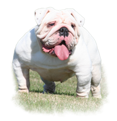 are all white english bulldogs rare