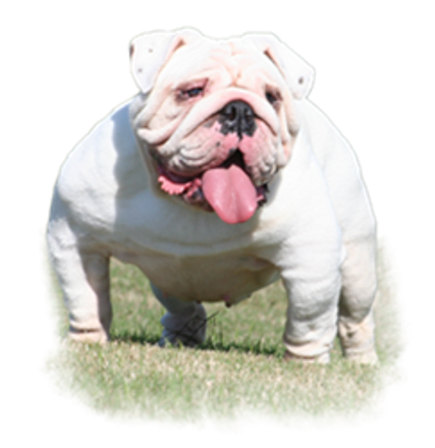 Platinum Perfection Rare Bulldogs Masters Of Color