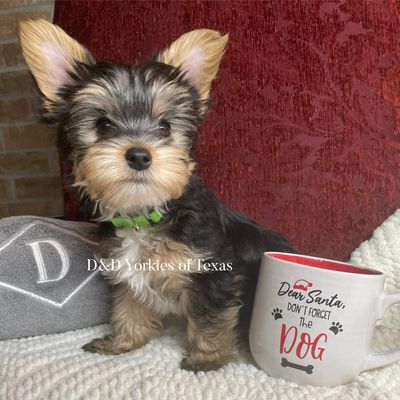 Puppy- Charlie Brown