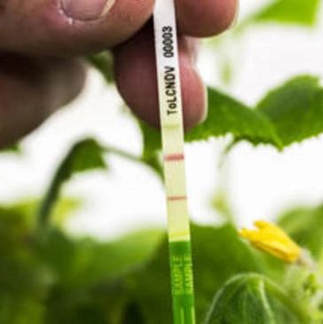 Quick diagnosis kits for plant healthy