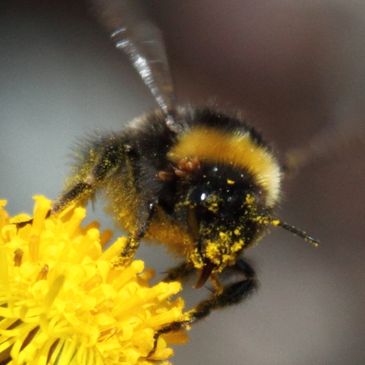 Bumblebee collecting pollen