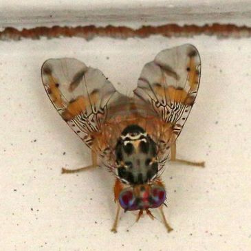 Ceratitis capitata, Mediteranean fruit fly, Akdeniz meyve sineği