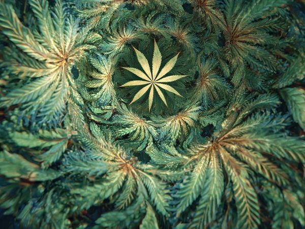 Spiraling cannabis leaves creating a hypnotic pattern.