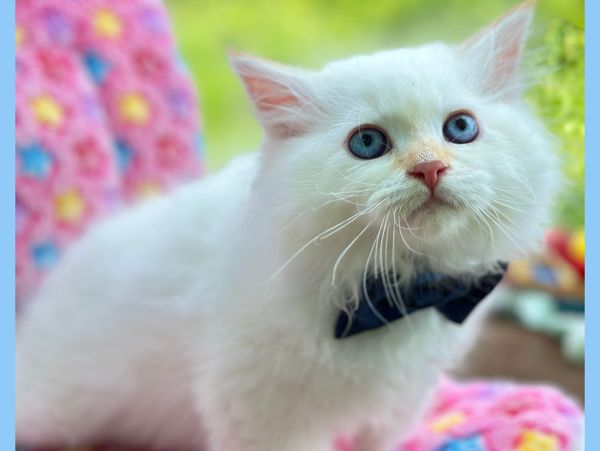How to Find a Good Cat Breeder: Expert Tips for Perfect Pets